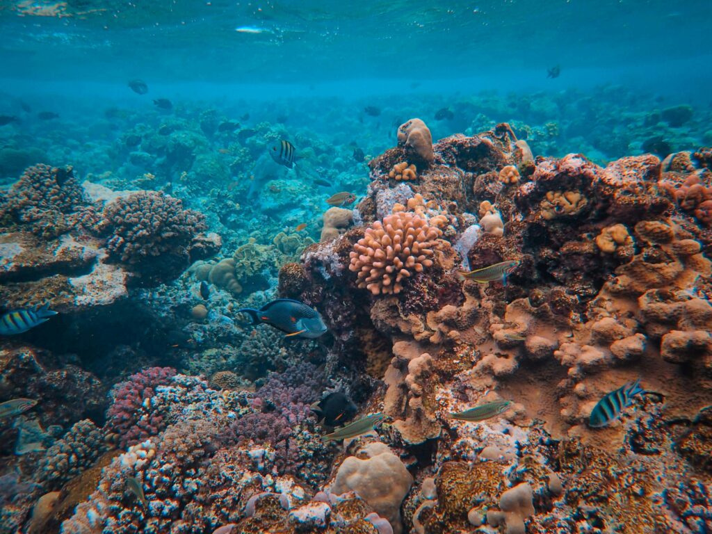 Explore the vibrant underwater world of a coral reef, teeming with colorful fish and marine life.