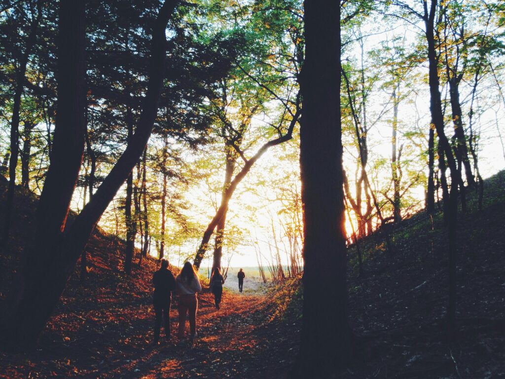 A peaceful walk through a Michigan forest at sunrise, capturing the beauty of nature.